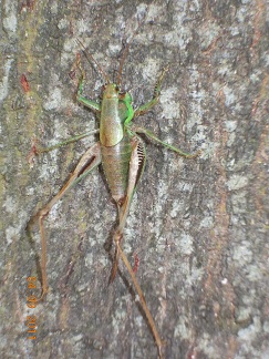 Decticus verrucivorus femmina ? Eupholidoptera sp